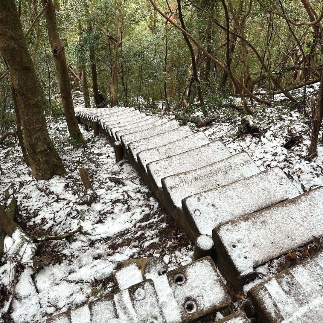 Jomon Sugi Hike Guide 2025: Practical Tips + My Unfiltered